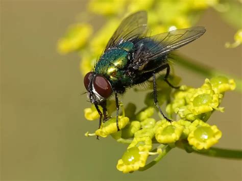 Die spirituelle Bedeutung vom Krafttier Fliege: Potenzial, Stärken und.